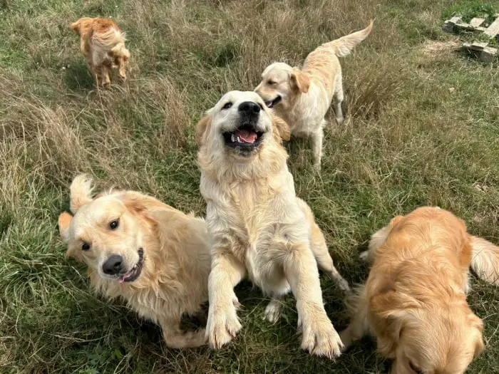 Chiots Golden Retriever du Domaine des Lys du Gaucho à Fontaines