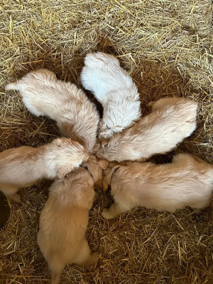Chiots Golden Retriever du Domaine des Lys du Gaucho à Fontaines