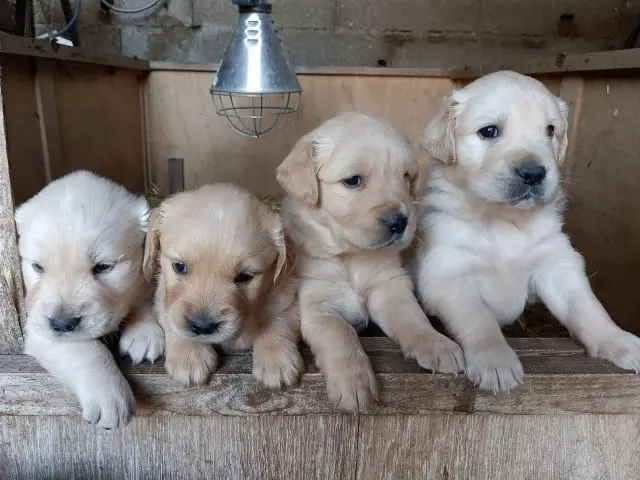 Chiots Golden Retriever du Domaine des Lys du Gaucho à Fontaines