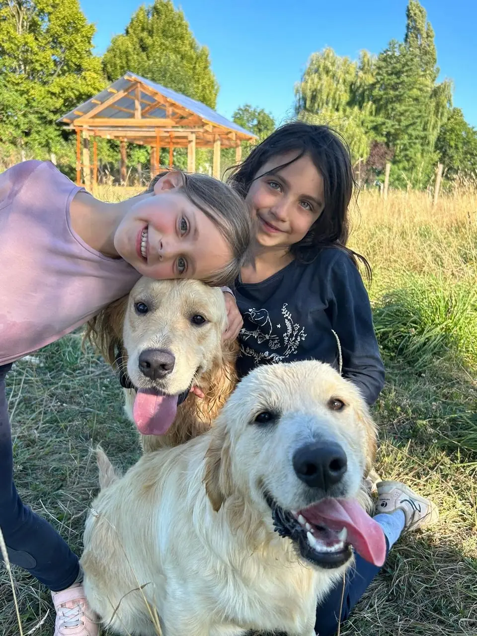 Le Golden Retriever du Domaine des Lys du Gaucho 