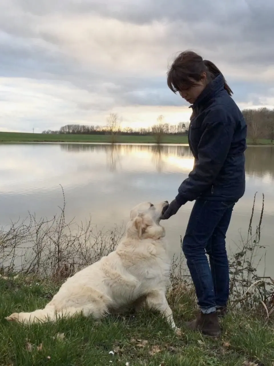 Le Golden Retriever du Domaine des Lys du Gaucho 