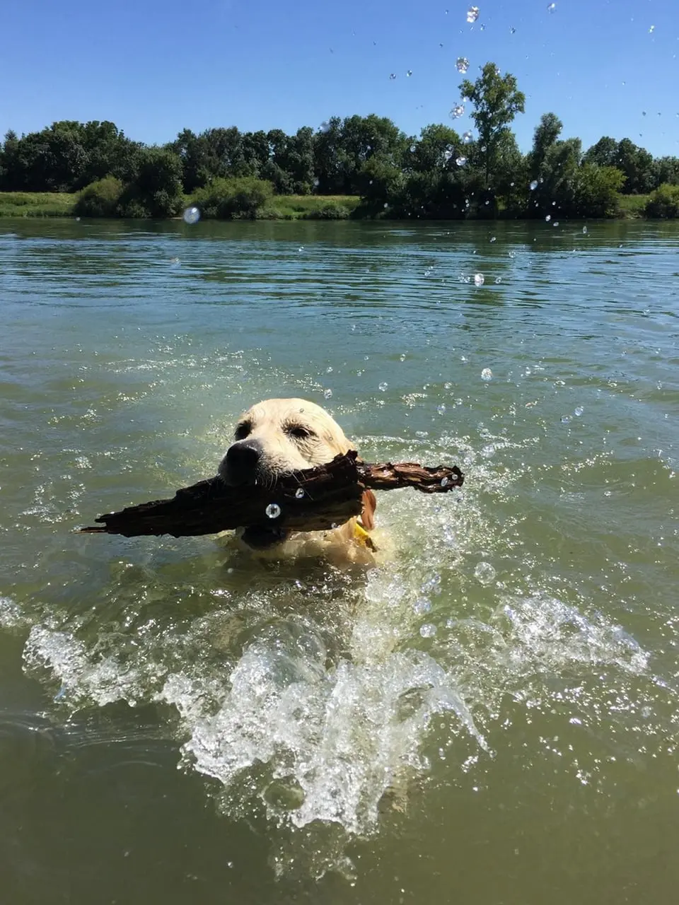 Le Golden Retriever du Domaine des Lys du Gaucho 