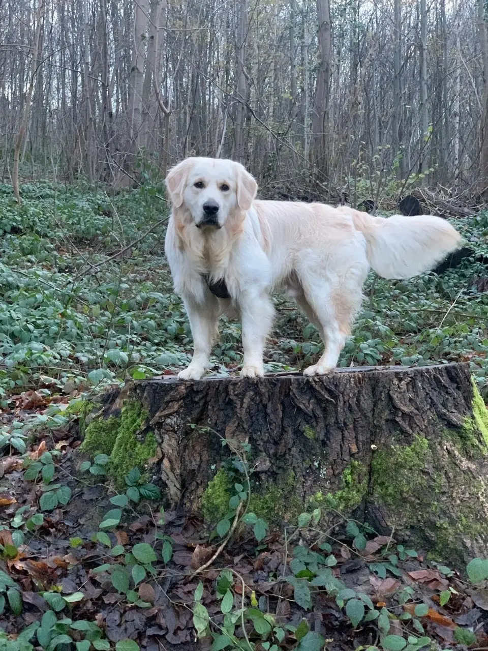 Le Golden Retriever du Domaine des Lys du Gaucho 