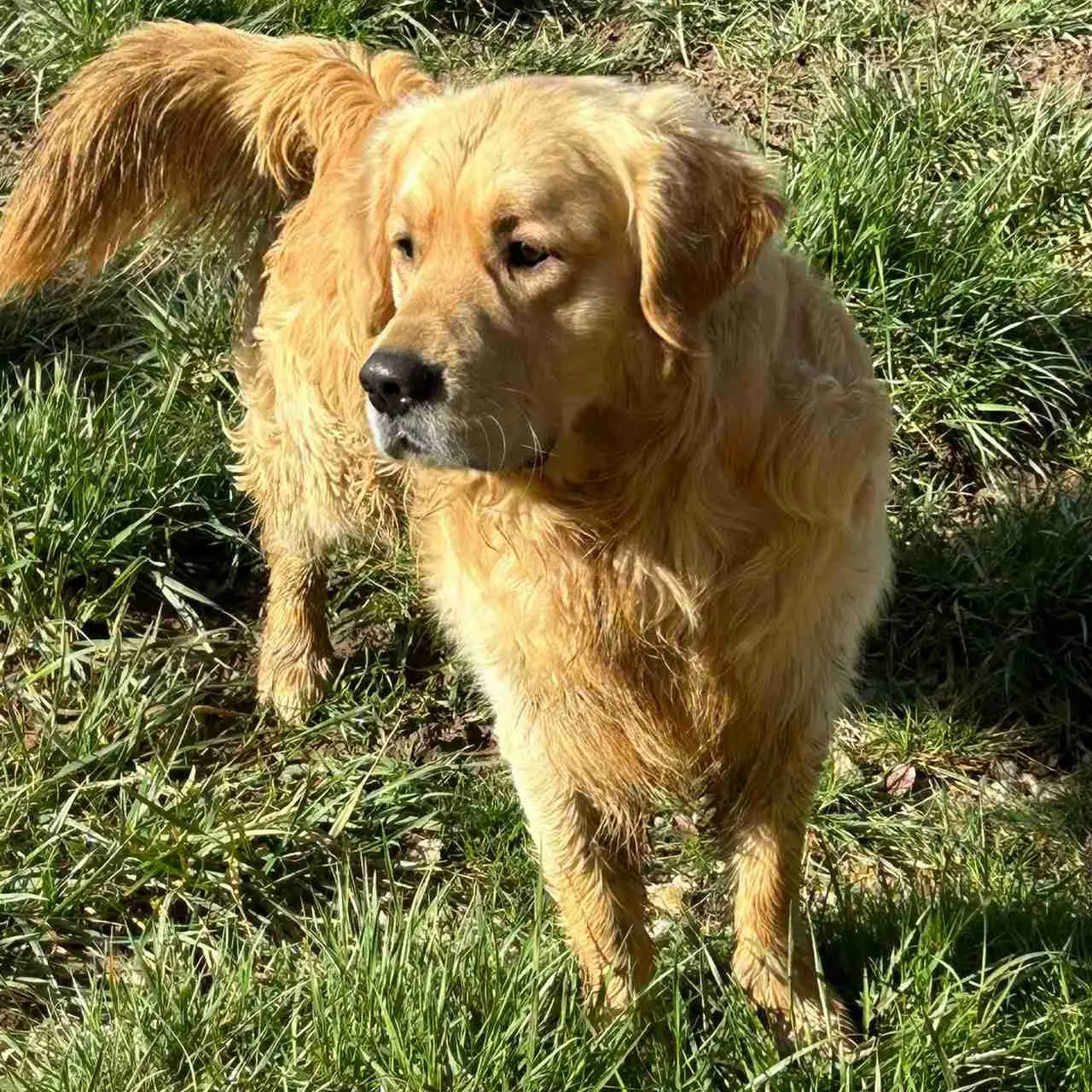 Le Golden Retriever anglo-saxon du Domaine des Lys du Gaucho