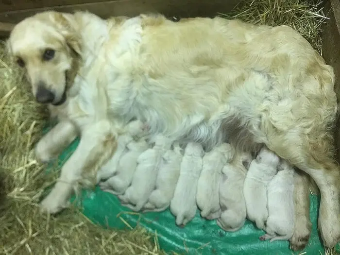 Chiots Golden Retriever du Domaine des Lys du Gaucho à Fontaines