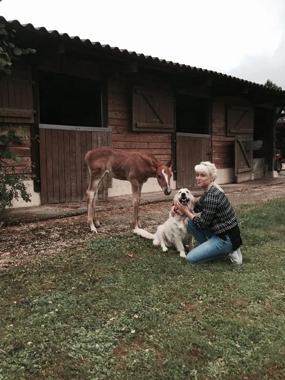 Le Golden Retriever du Domaine des Lys du Gaucho 