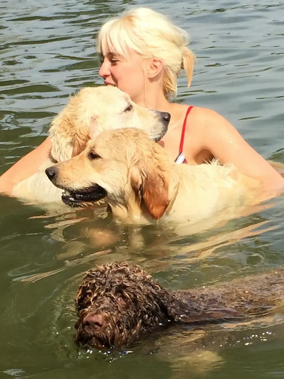 Le Golden Retriever du Domaine des Lys du Gaucho 