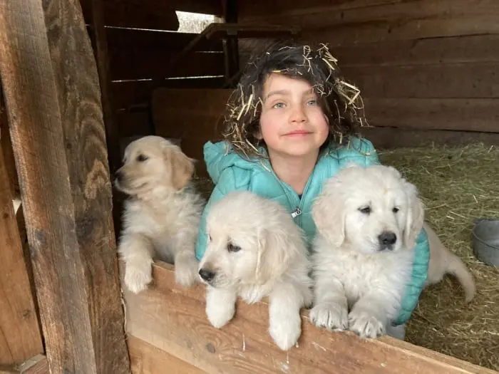 Chiots Golden Retriever du Domaine des Lys du Gaucho à Fontaines