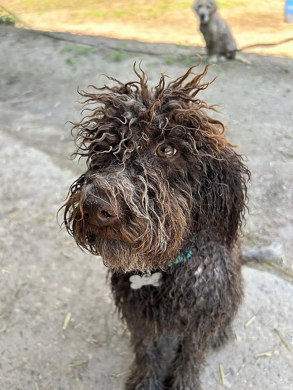 Le Lagotto Romagnolo du Domaine des Lys du Gaucho 