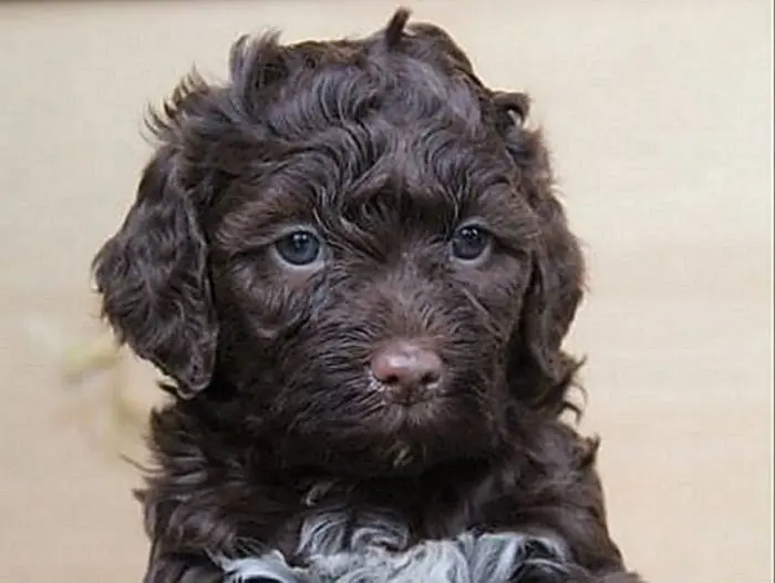 Chiots Golden Retriever du Domaine des Lys du Gaucho à Fontaines