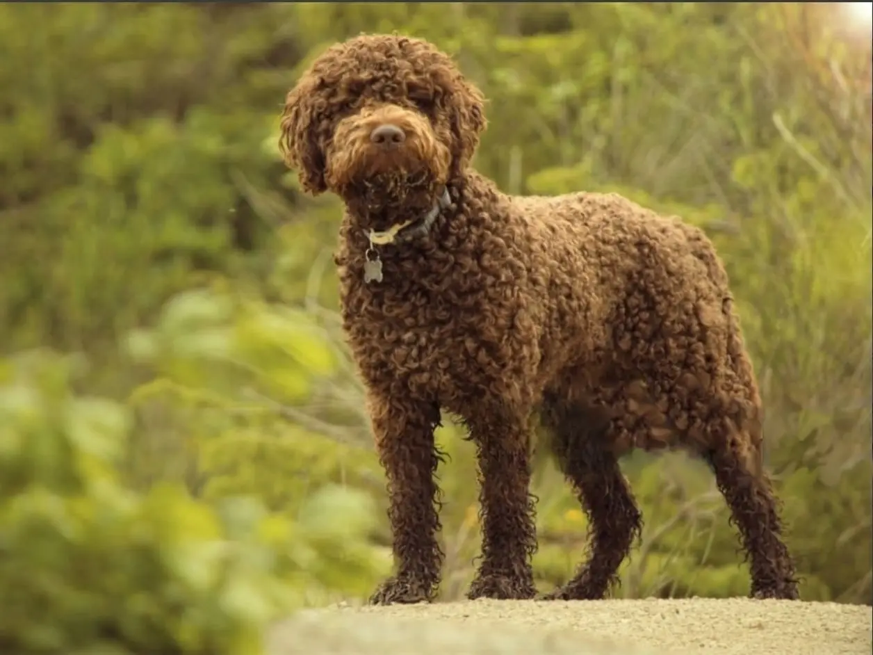 Le Lagotto Romagnolo italien du Domaine des Lys du Gaucho