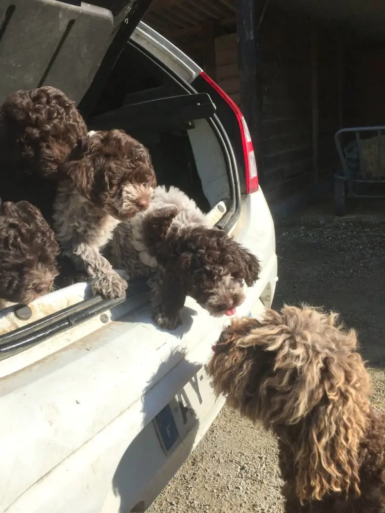 Le Lagotto Romagnolo du Domaine des Lys du Gaucho