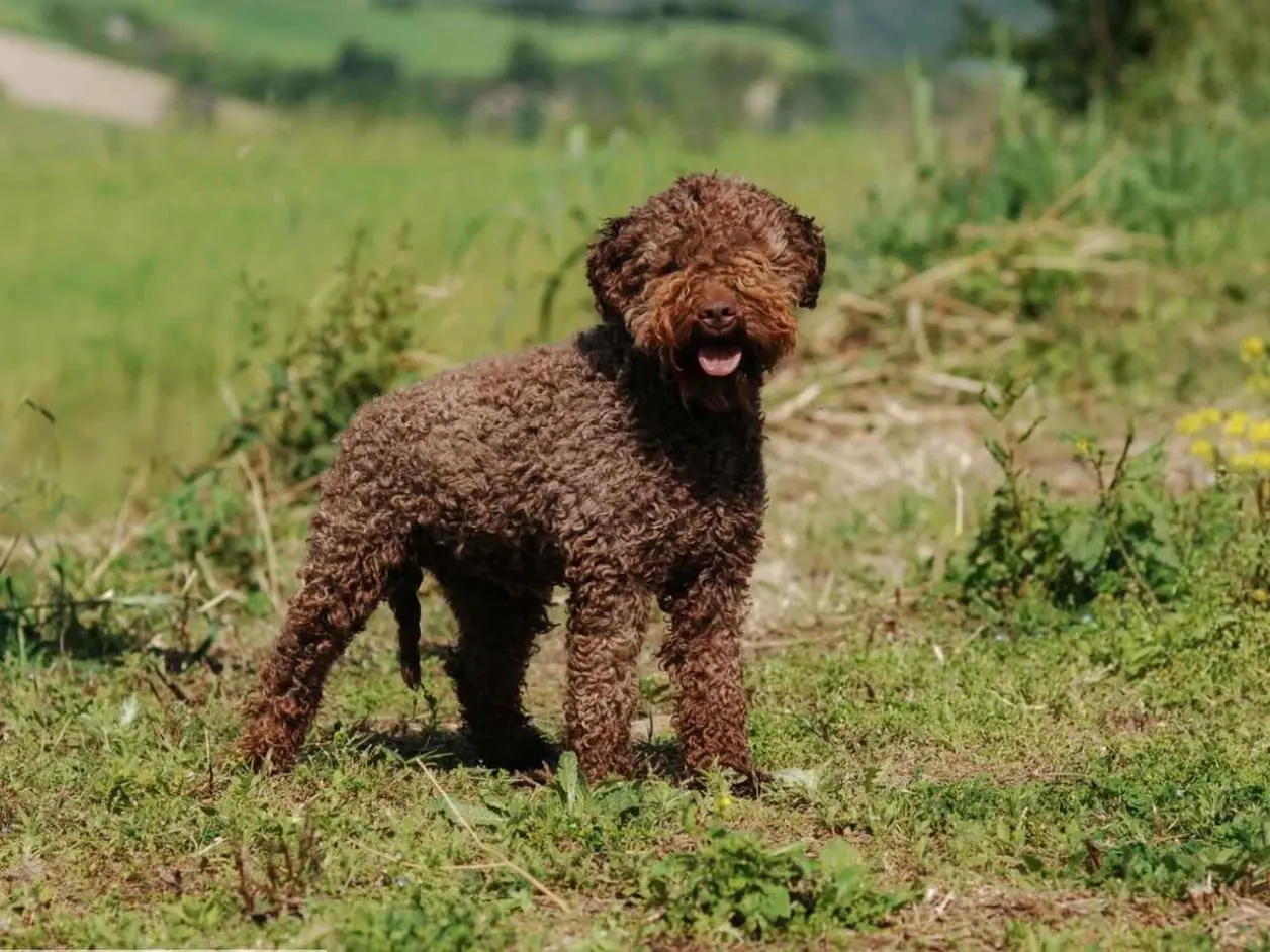 Chiens Lagotto Romagnolo du Domaine des Lys du Gaucho à Fontaines