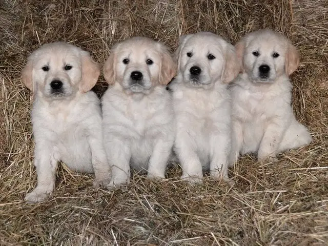 Chiens Golden Retriever du Domaine des Lys du Gaucho à Fontaines