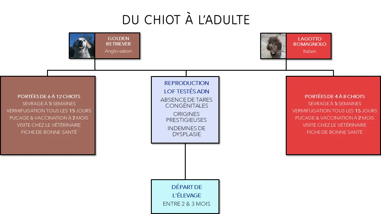 Du chiot à l'adulte : un parcours soigné...
