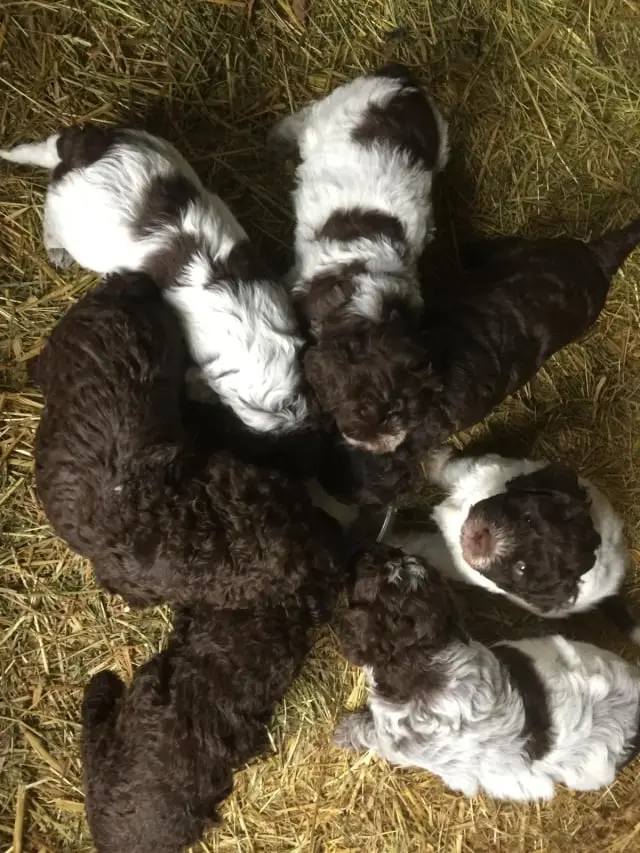 Chiots Lagotto Romagnolo du Domaine des Lys du Gaucho à Fontaines