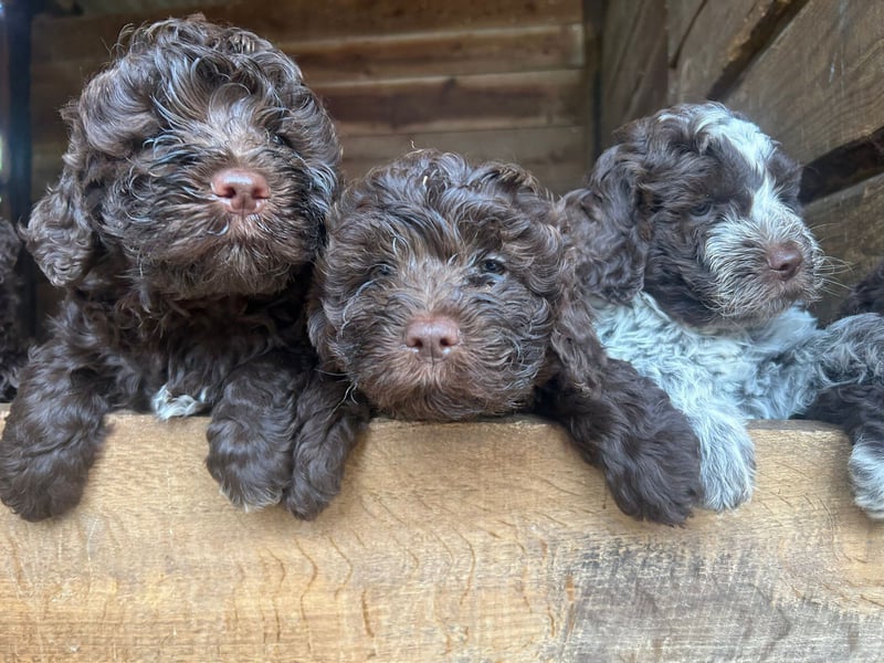 Nouvelle portée de Lagotto Romagnolo née au Domaine des Lys du Gaucho