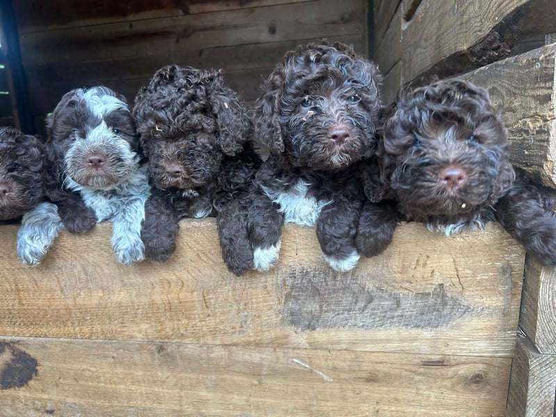 Nouvelle portée de Lagotto Romagnolo née au Domaine des Lys du Gaucho