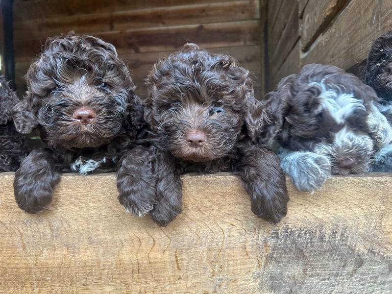 Nouvelle portée de Lagotto Romagnolo née au Domaine des Lys du Gaucho